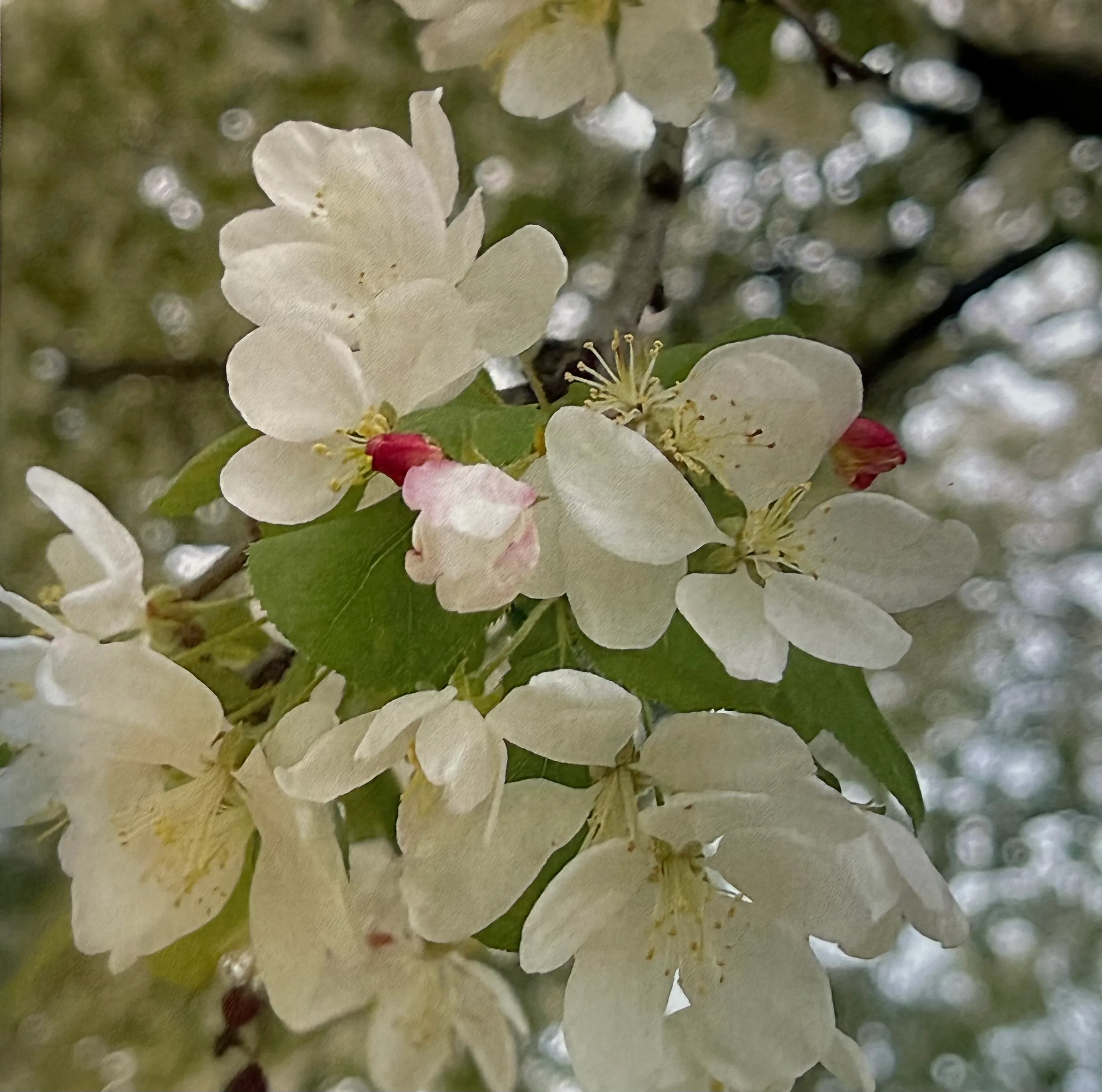April garden with new growth